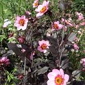 Dahlia x 'His Wink'